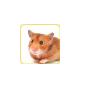 CMC-Bild-Hamster