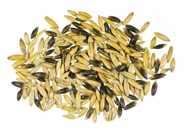 Marstall Schwarz-Gold-Hafer 25Kg Naturgold Artnr. 300451